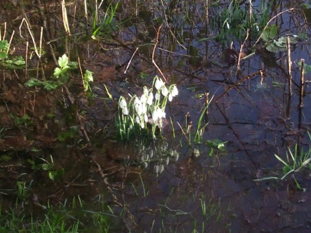snowdrops in flood_450w.jpg